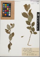 Foto von Salix iliensis Regel